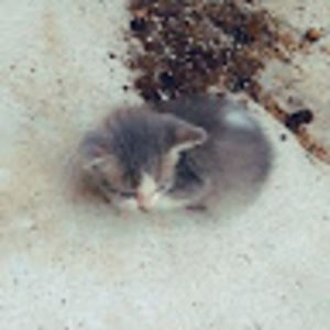 Meet your Posher, Dannya